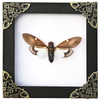 Real Framed Cicada Paratalainga Distanti Black Frame Insect Bookshelf Moody Home Decor K12-77-DE