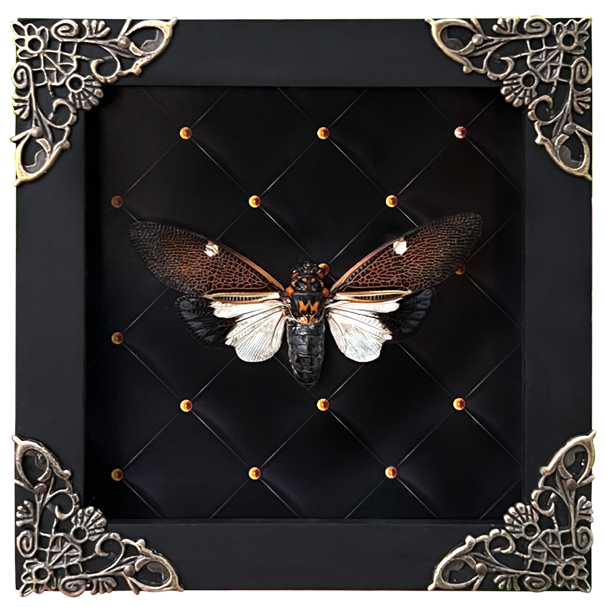 Real Framed Cicada Paratalainga Distanti Frame Insect Bookshelf Moody Home Decor K12-77-NEM