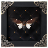 Real Framed Cicada Paratalainga Distanti Black Frame Insect Bookshelf Moody Home Decor K12-77-DE