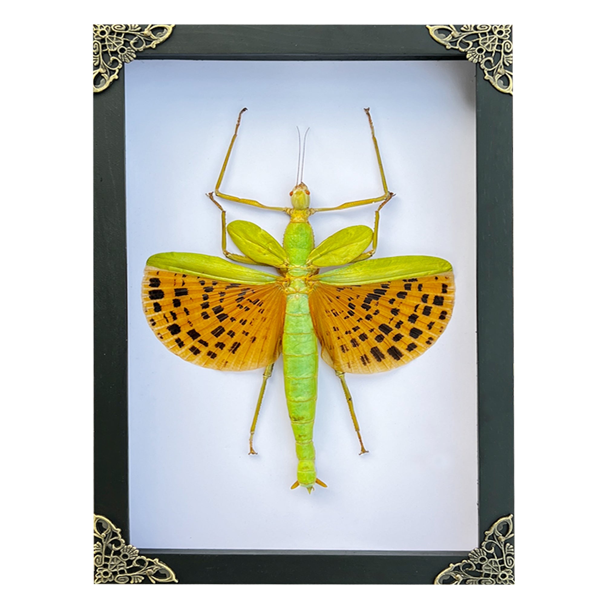 Real Framed Giant Walking Stick Green Insect White Shadow Box Preserved Bug K27-73-TR