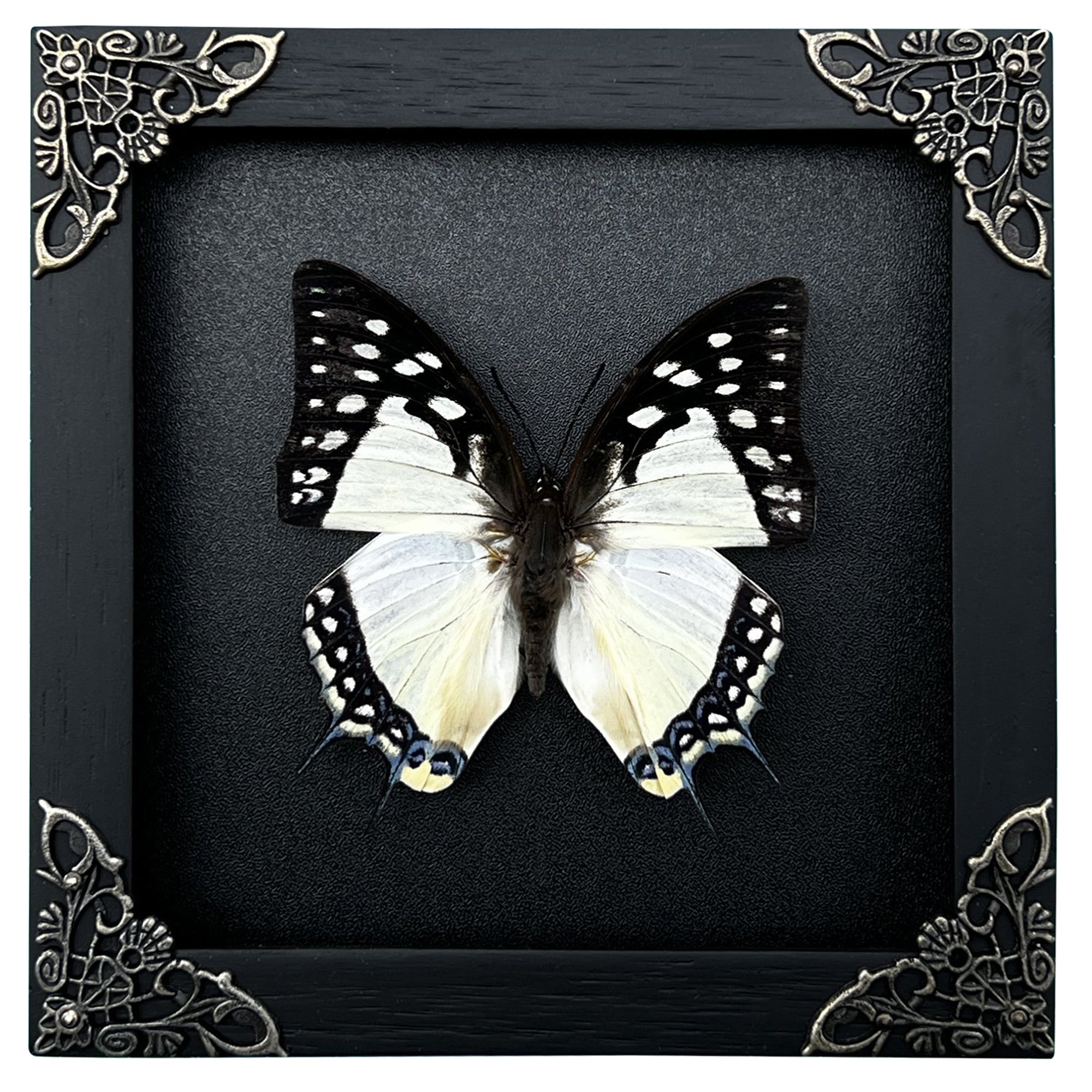 Real Butterfly Polyura Wooden Black Frame Dried Insect Specimens Taxidermy K14-04-DE