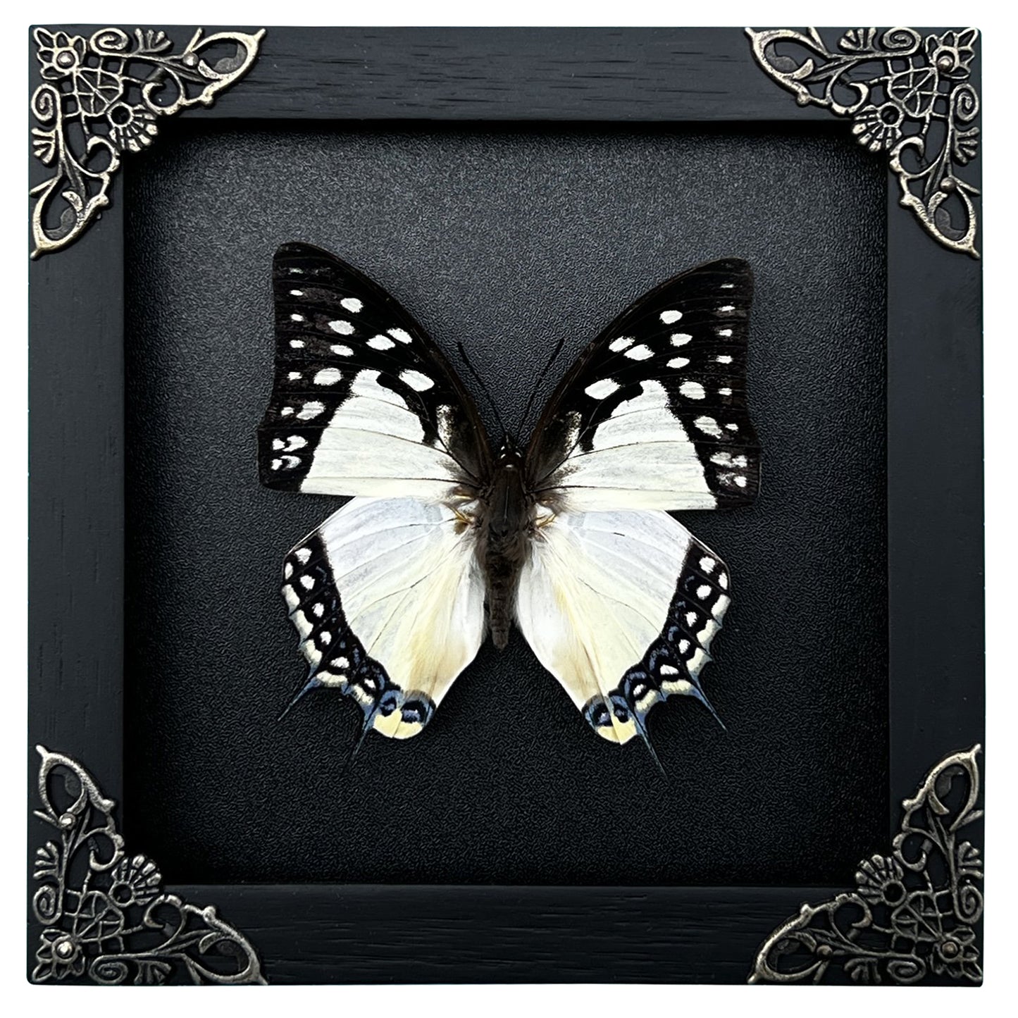 Real Butterfly Polyura Wooden Black Frame Dried Insect Specimens K14-04-DE