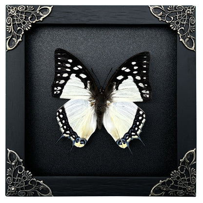 Real Butterfly Polyura Wooden Black Frame Dried Insect Specimens K14-04-DE