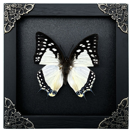 Real Butterfly Polyura Wooden Black Frame Dried Insect Specimens K14-04-DE
