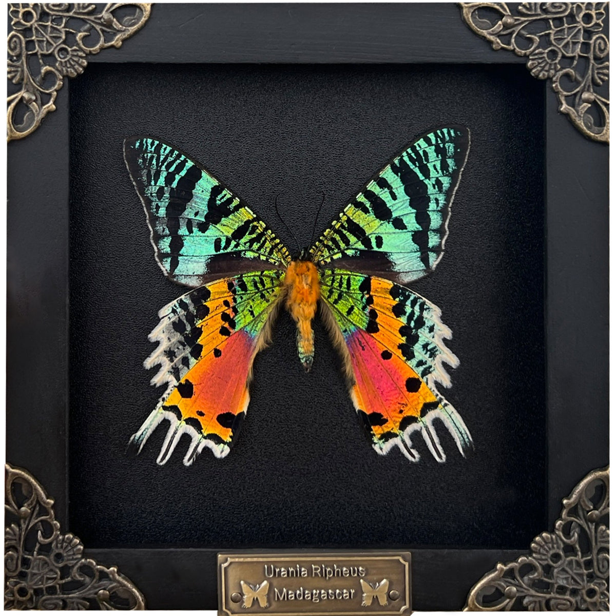 Real Sunset Moth Butterfly Framed Handmade Shadow Box K14-29-NEM