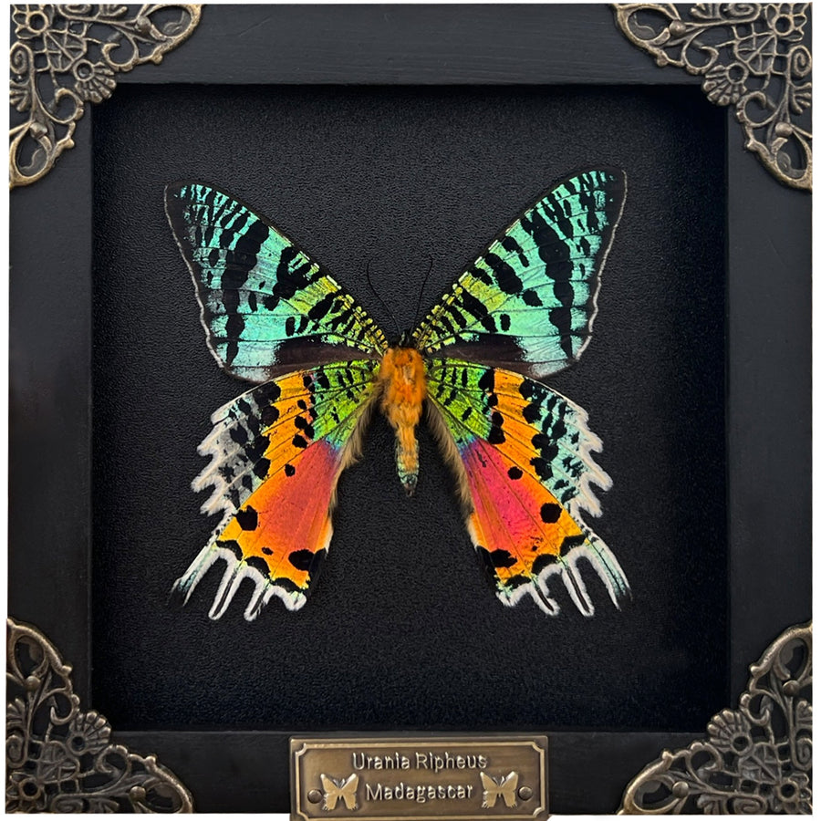 Real Sunset Moth Butterfly Framed Handmade Shadow Box K14-29-NEM
