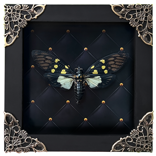 Real Cicadas Framed Oddity And Curiosity Decor Butterfly Dried Beetle Home Decor K12-79-KINH