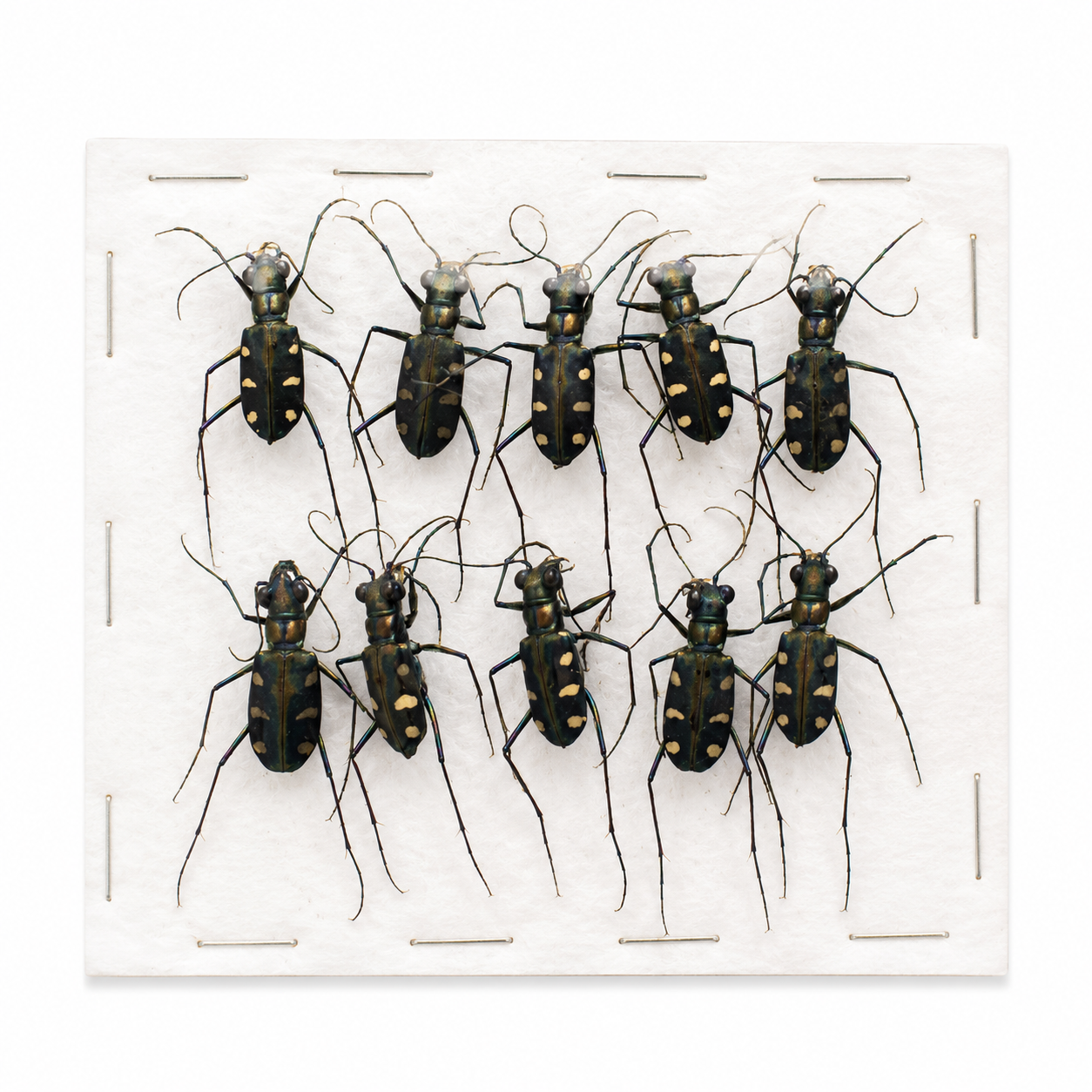 Real Carabidae Tiger Beetle Specimen, Insect Bug Taxidermy, Insect Entomology Display
