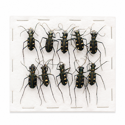 Real Carabidae Tiger Beetle Specimen, Insect Bug Taxidermy, Insect Entomology Display
