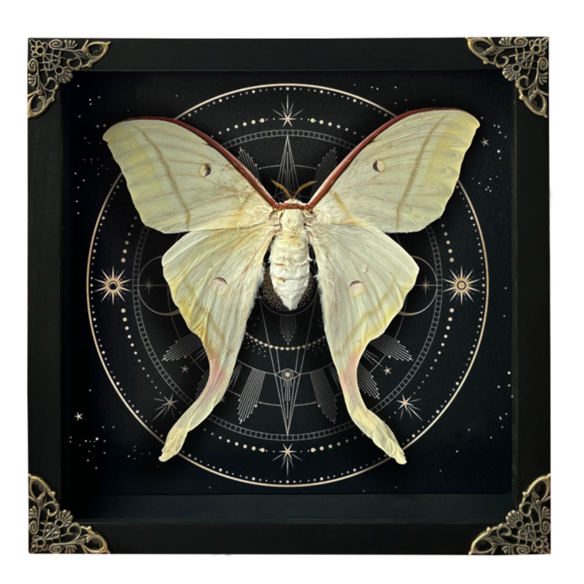 Real Framed Luna Moth 3D Floating Shadow Box Insect Oddities Home Gothic Wall Decor Artwork