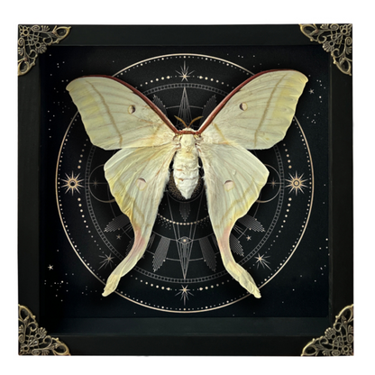 Real Framed Luna Moth 3D Floating Shadow Box Insect Oddities Home Gothic Wall Decor Artwork