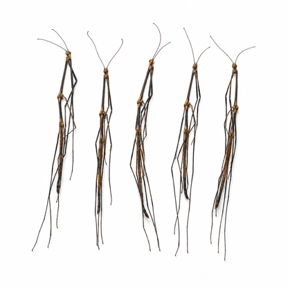 Real Stick Bug Specimen, 5pcs, Insect Bug Taxidermy, Insect Entomology Display