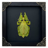 Real Framed Walking Leaf Beetle Shadow Box Bug Insect Entomology Specimen Taxidermy Collection Decoration K16-72-TR