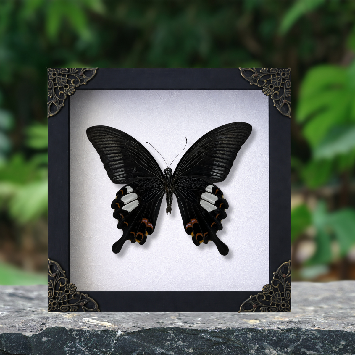 Real Framed Butterfly Moth Dead Insect Shadow Box Specimens K16-16-TR