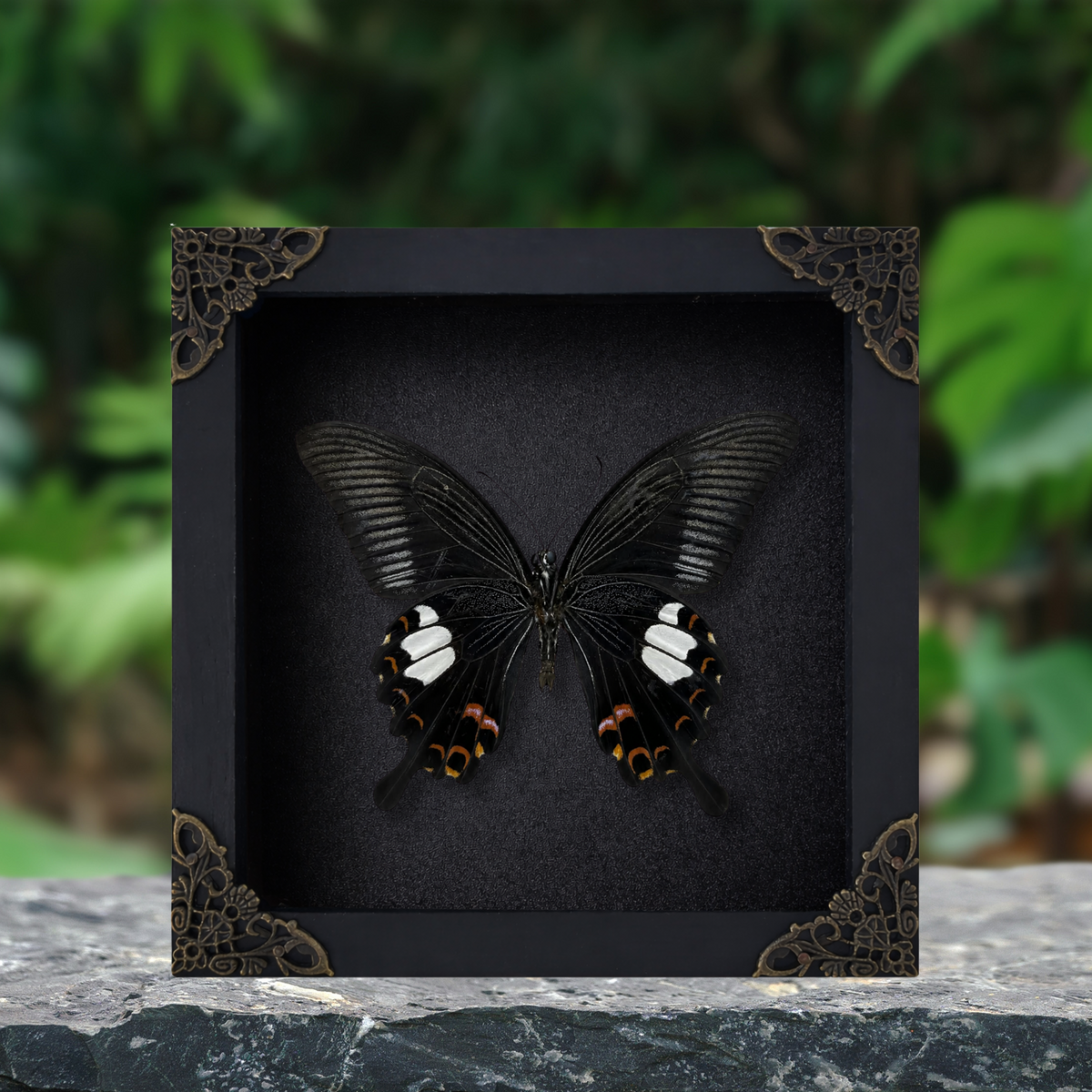Real Framed Butterfly Moth Dead Insect Shadow Box Specimens K16-16-TR