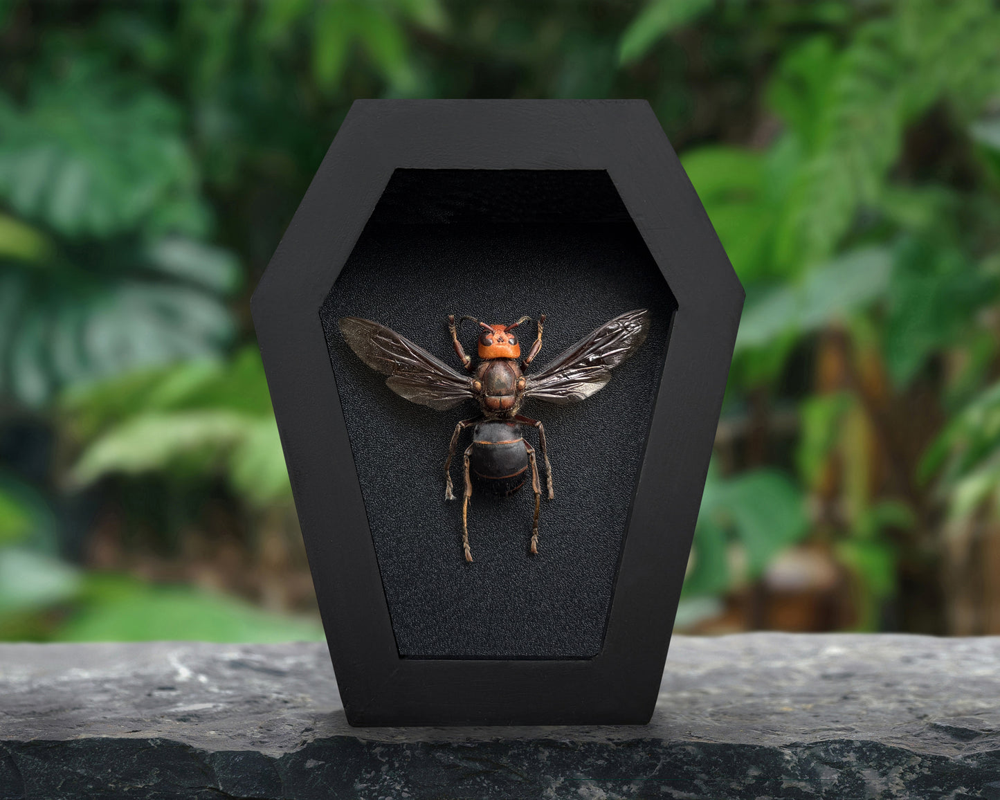 Real Asian Giant Hornet Specimen Framed, Insect Bug Taxidermy Art, Gothic Coffin Decor, Oddities Collection CF12-99-DE