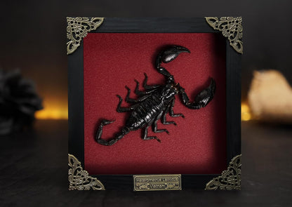 Scorpion Real Wooden Framed Dried Insect  Shadow Box OddityBug K16-51-NEM