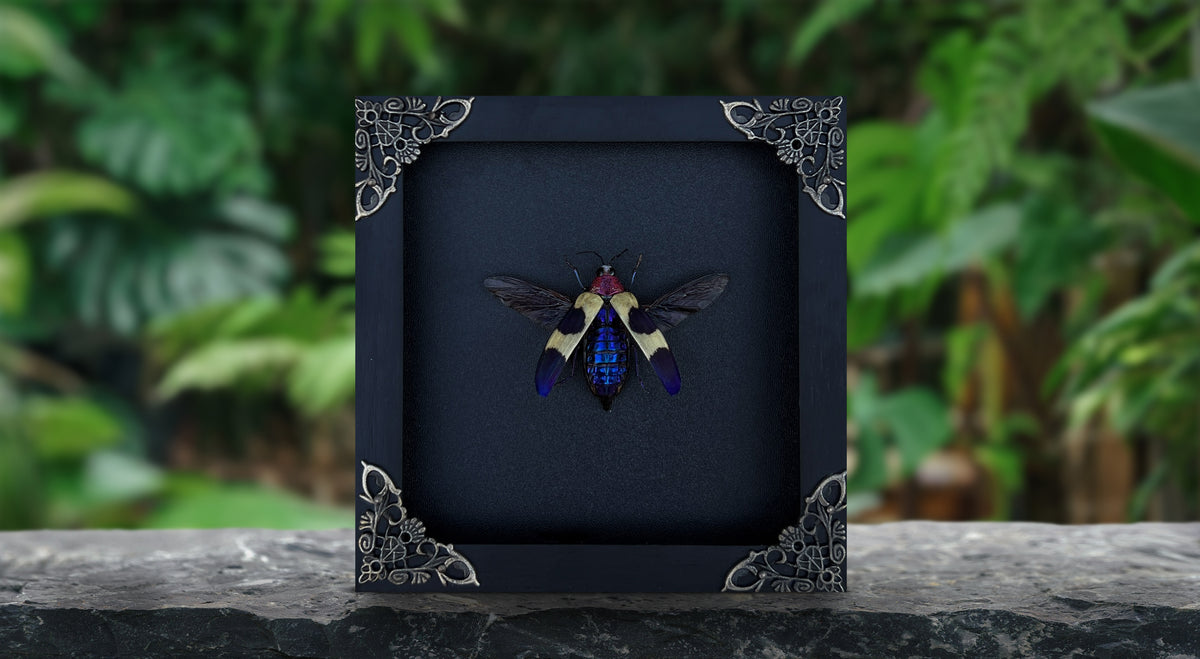 Real Jewel Beetle Black Frame Dead Insect Dried Bug K14-82-KINH