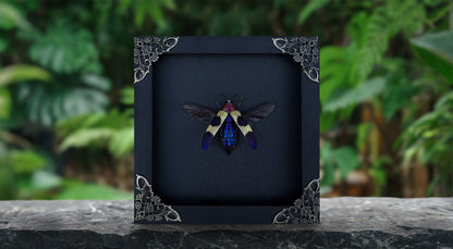 Real Jewel Beetle Black Frame Dead Insect Dried Bug K14-82-KINH