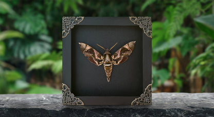 Framed Black Moth Taxidermy, Real Insect Bug Artwork, Gothic Home Decor and Oddities Wall Display  K14-74-DE