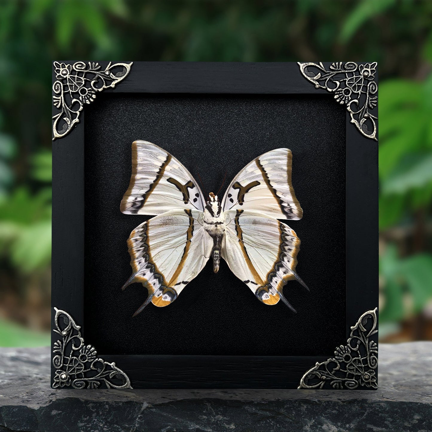 Real Butterfly Polyura Wooden Glass Frame Dried Insect Specimens K14-04-DE