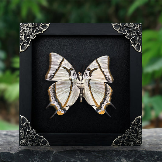 Real Butterfly Polyura Wooden Glass Frame Dried Insect Specimens K14-04-DE
