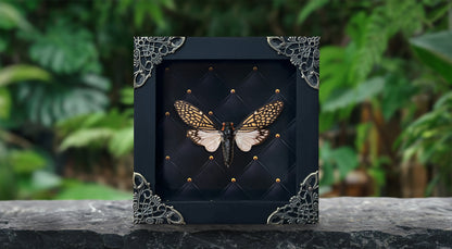 Real Framed Cicada Tailanga Glass Wooden Specimen Oddities K12-63-KINH