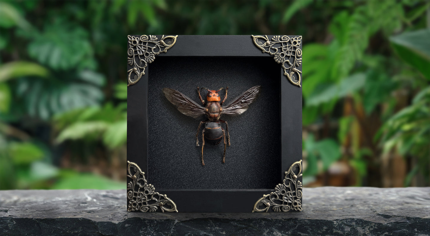Framed Asian Giant Hornet, Real Insect Bug Taxidermy, Gothic Home Decor, Halloween Gift K12-99-DE