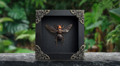 Framed Asian Giant Hornet, Real Insect Bug Taxidermy, Gothic Home Decor, Halloween Gift K12-99-DE
