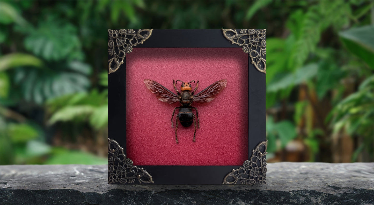 Framed Asian Giant Hornet, Real Insect Bug Taxidermy, Gothic Home Decor, Halloween Gift K12-99-DE