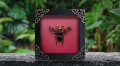 Framed Asian Giant Hornet, Real Insect Bug Taxidermy, Gothic Home Decor, Halloween Gift K12-99-DE