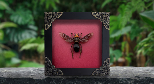 Framed Asian Giant Hornet, Real Insect Bug Taxidermy, Gothic Home Decor, Halloween Gift K12-99-DE