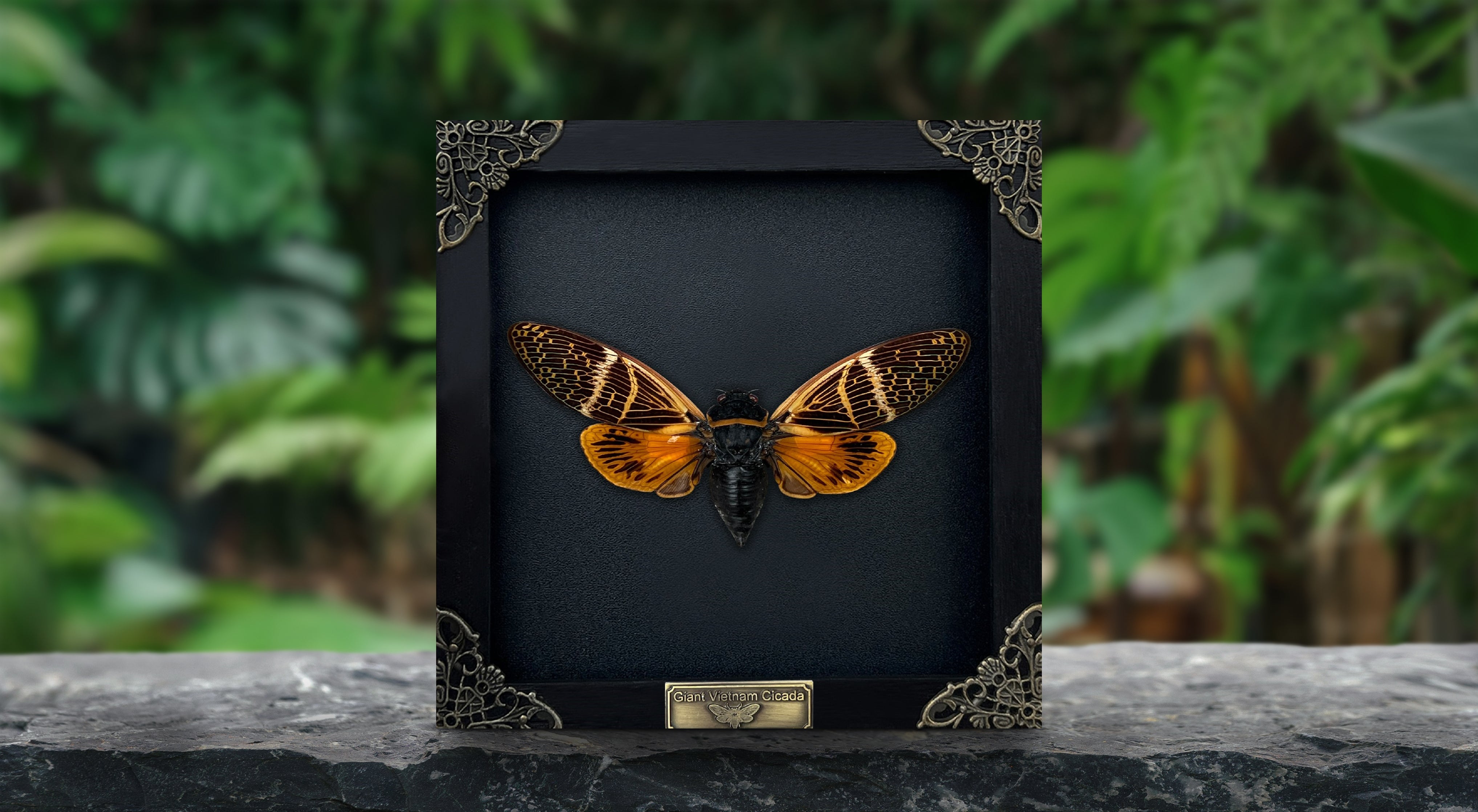 Real Framed Cicada Cicadoidea 3D floating Shadow Box Bug Insect Frame Taxidermy Taxadermy Wall Art Hanging Decoration Artwork Oddity Decor