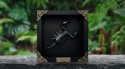 Scorpion Real Wooden Framed Dried Insect  Shadow Box OddityBug K16-51-NEM