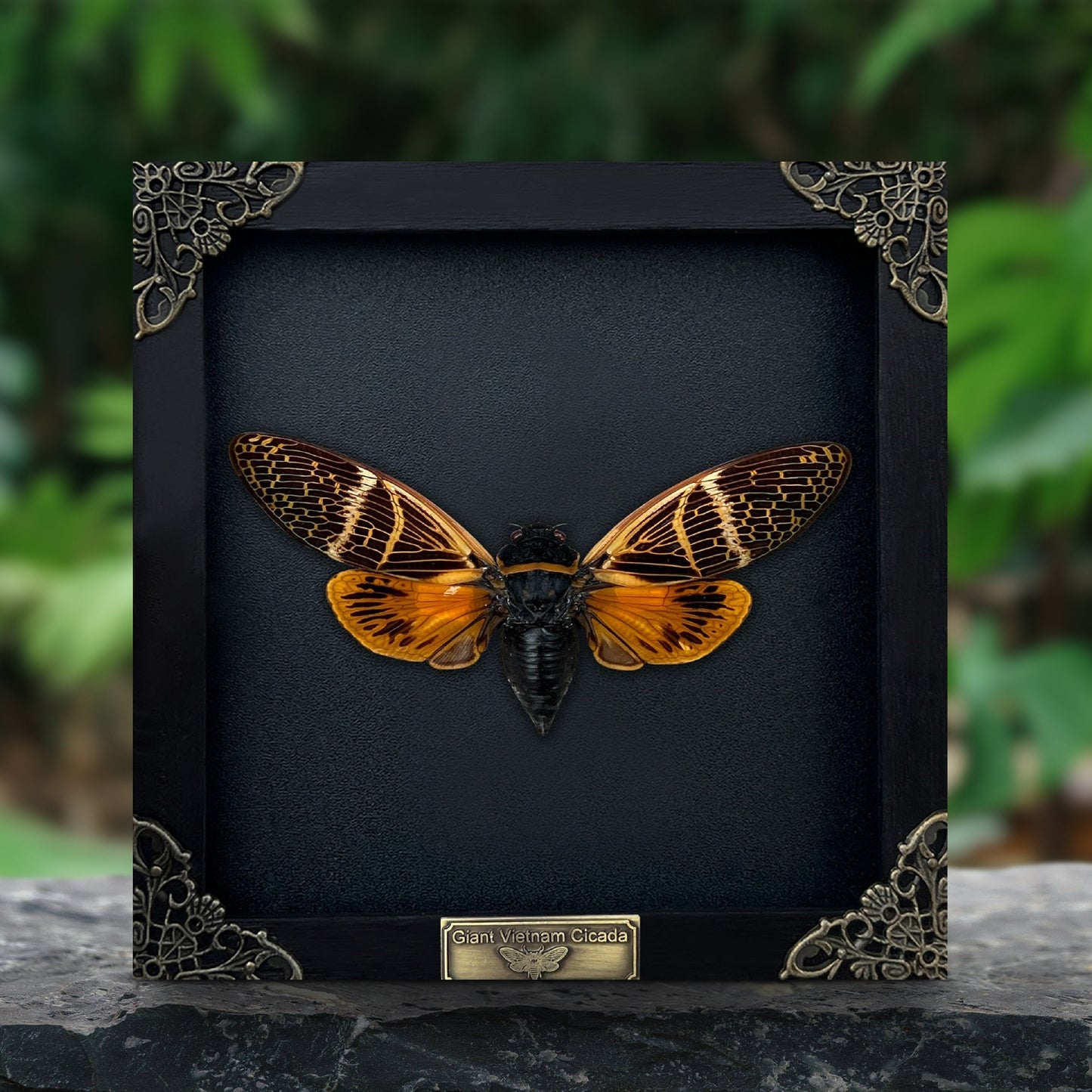 Real Framed Cicada Cicadoidea Shadow Box Bug Insect Frame Wall Art Hanging Decoration Artwork Oddity Home Decor Gallery