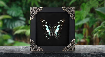 Real Framed Butterfly Dead Dried Insect Specimens K12-11-TR