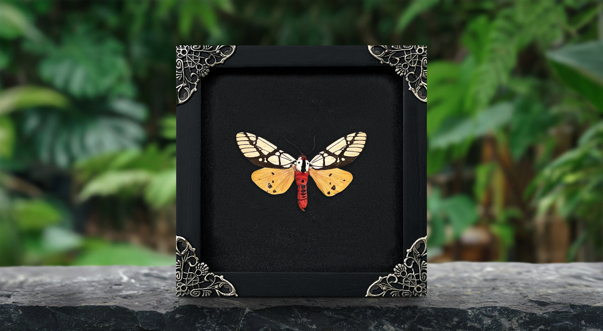 Real Framed Areas Galactina Moth Insect Glass Shadow Box Handmade K12-14-KINH