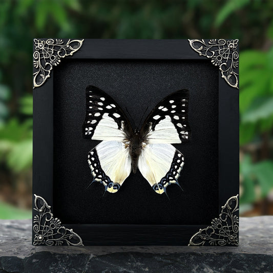 Black White Butterfly, Great Nawab Specimen, Handmade Shadow Box, Insect Frame Wall Art Decor