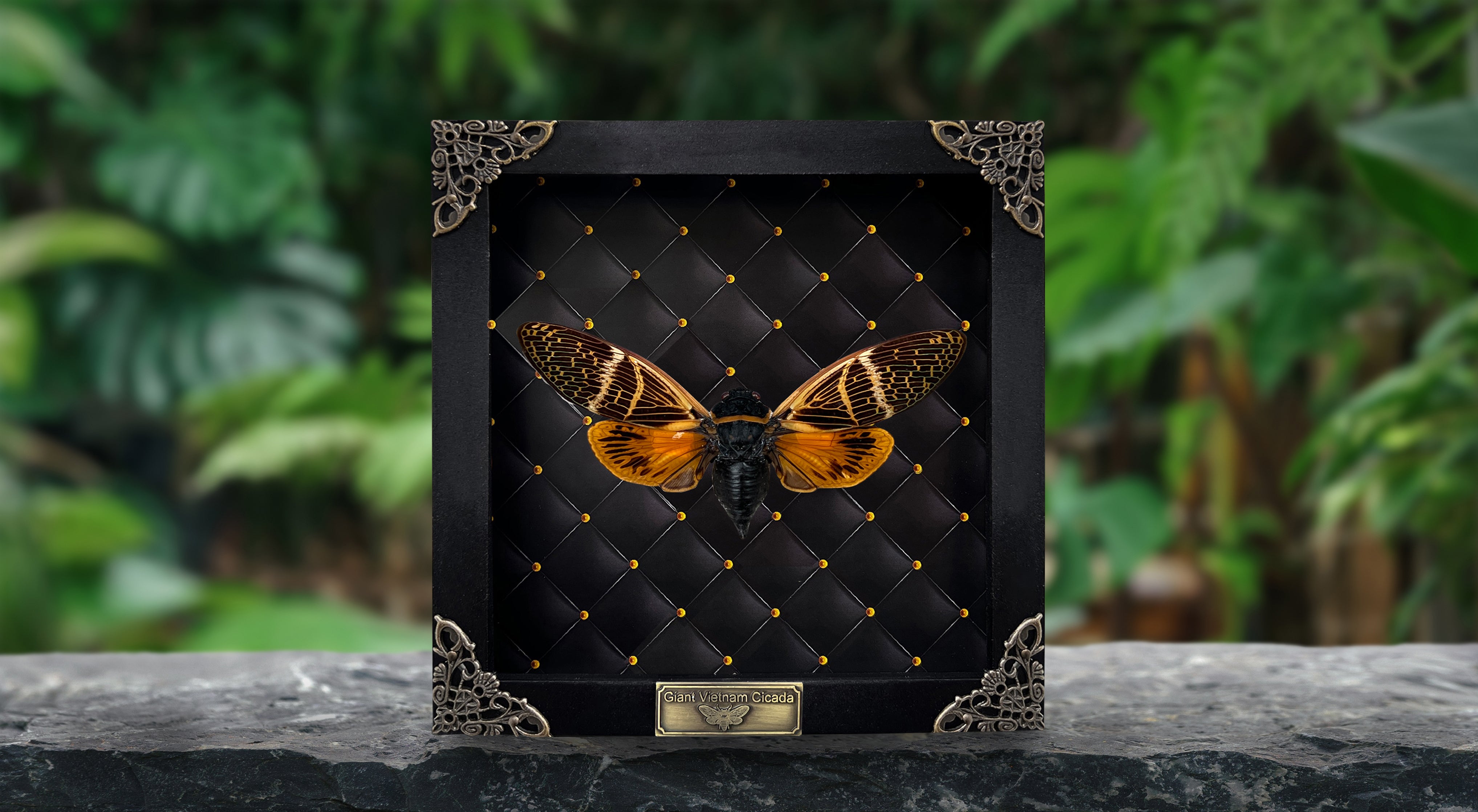 Real Framed Cicada Cicadoidea Shadow Box Bug Insect Frame Taxidermy Taxadermy Wall Art Hanging Decoration Artwork Oddity Home Decor Gallery