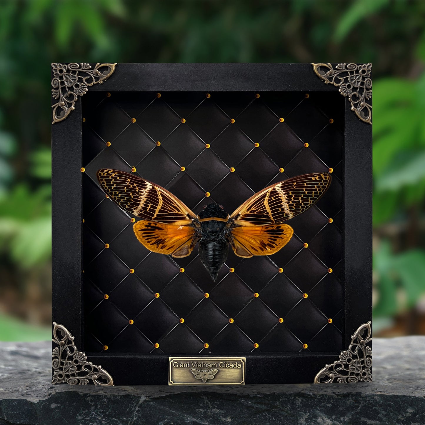 Real Framed Cicada Cicadoidea Shadow Box Bug Insect Frame Wall Art Hanging Decoration Artwork Oddity Home Decor Gallery