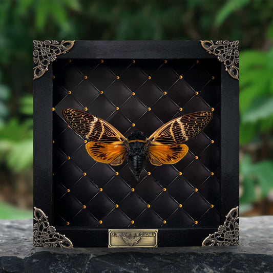 Real Framed Cicada Cicadoidea Shadow Box Bug Insect Frame Wall Art Hanging Decoration Artwork Oddity Home Decor Gallery