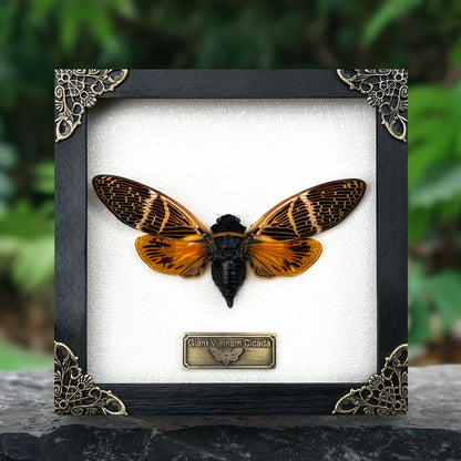 Real Framed Cicada Cicadoidea Shadow Box Bug Insect Frame Wall Art Hanging Decoration Artwork Oddity Home Decor Gallery