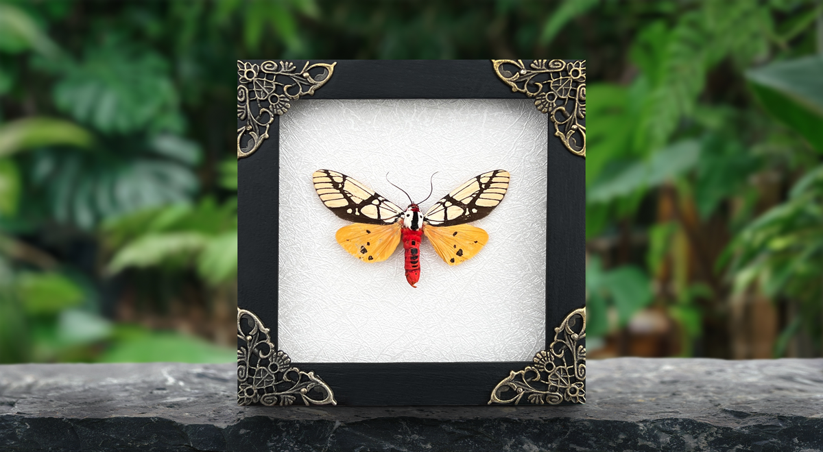 Real Framed Areas Galactina Moth Insect Glass Shadow Box Handmade K12-14-KINH