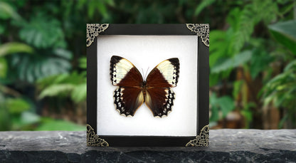 Real Jungle Queen Framed Butterfly Insect Dried Bug Shadow Box Specimen Display K18-36-DE