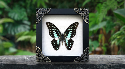 Real Framed Butterfly Dead Dried Insect Specimens K12-11-TR