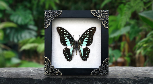 Real Framed Butterfly Dead Dried Insect Specimens K12-11-TR