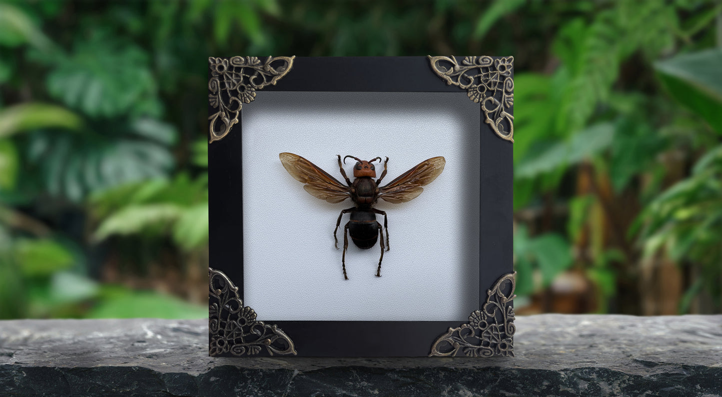 Framed Asian Giant Hornet, Real Insect Bug Taxidermy, Gothic Home Decor, Halloween Gift K12-99-DE