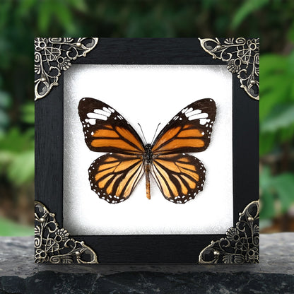 Real Framed Danaus Genutia Butterfly Insect Glass Shadow Box K12-13-KINH