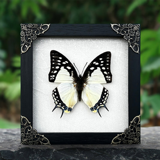Black White Butterfly, Great Nawab Specimen, Handmade Shadow Box, Insect Frame Wall Art Decor
