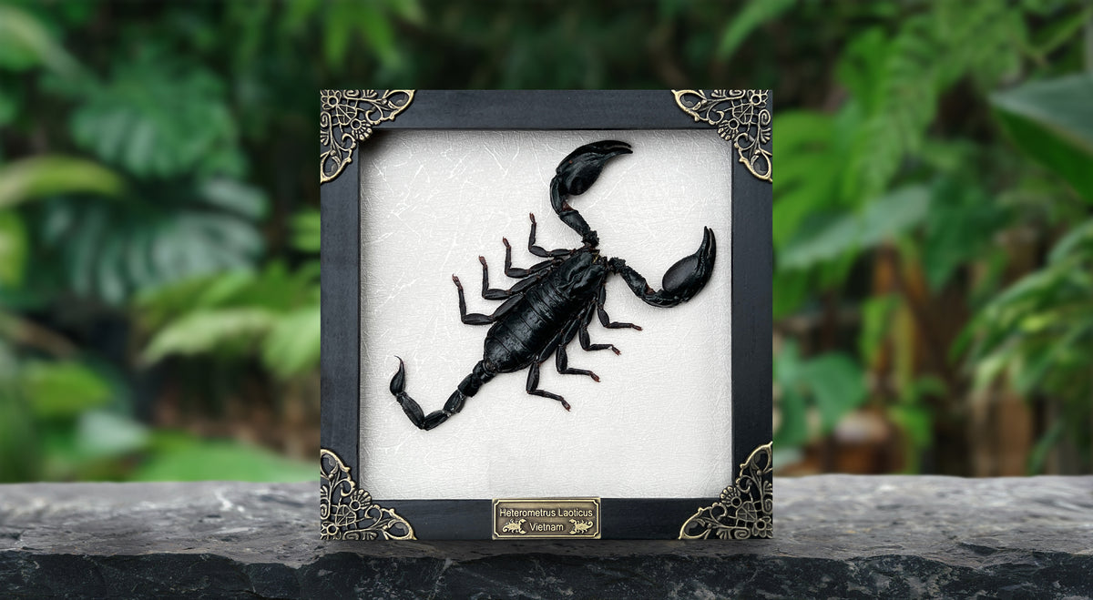 Scorpion Real Wooden Framed Dried Insect  Shadow Box OddityBug K16-51-NEM